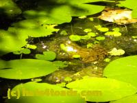 /home//u458753944/public_html/sourcegallery//Frogs/More bullfrogs/DSCN1279.JPG